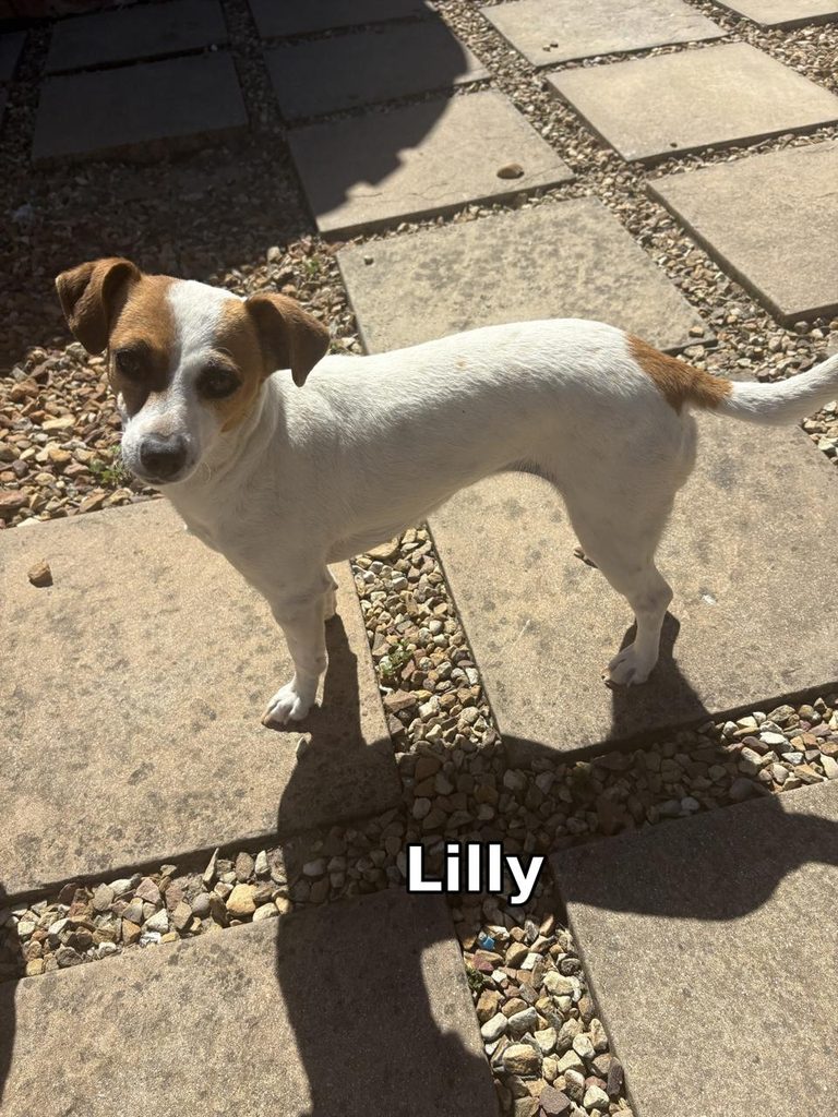 Lilly and Lola, 3-year-old Jack Russells looking for loving homes in Brackenfell