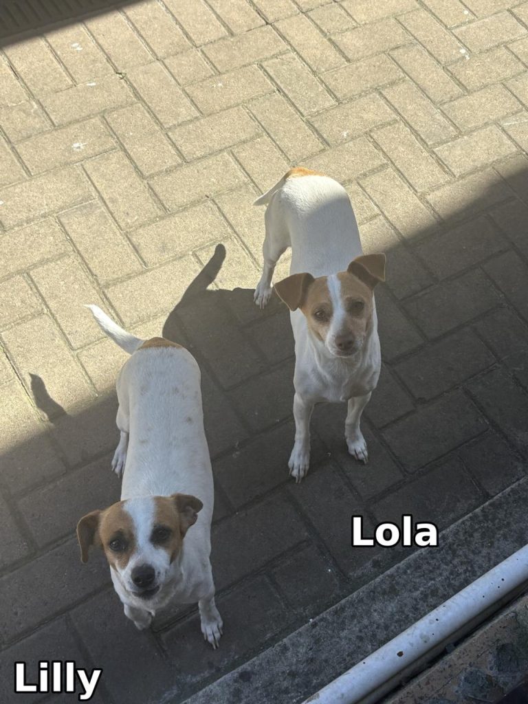 Lilly and Lola are two loving, playful 3-year-old female Jack Russells looking for caring homes in Brackenfell