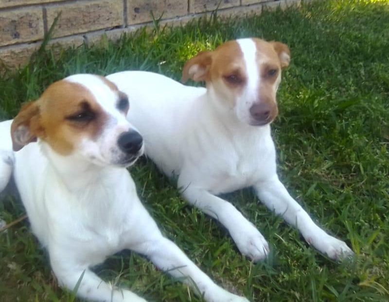 Lilly and Lola, two female Jack Russells for adoption in the Western Cape.