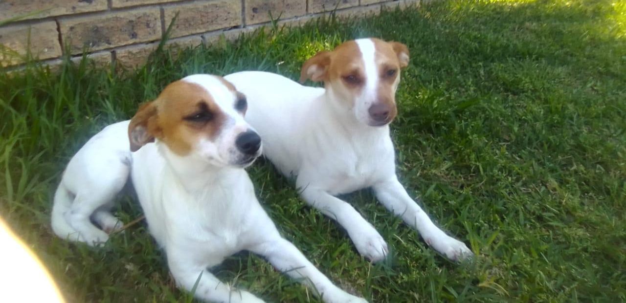 #399 – Adopt Lilly & Lola – 3-Year-Old Female Jack Russells – Brackenfell, Western Cape 4 #399 – Adopt Lilly & Lola – 3-Year-Old Female Jack Russells – Brackenfell, Western Cape