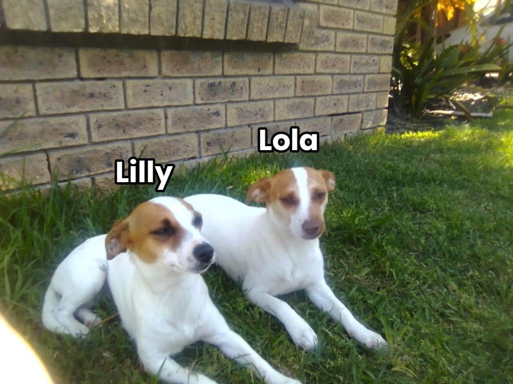 lilly and lolla needs to be adopted urgently in western cape