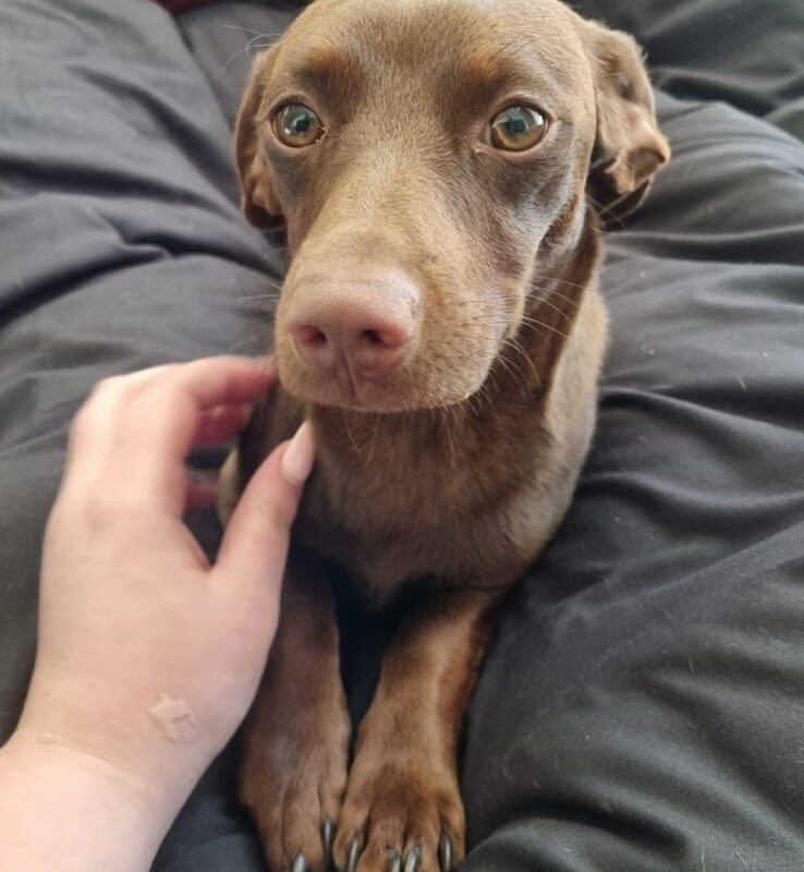 Bella – A Sweet, Sociable Little Dachshund Looking for Love