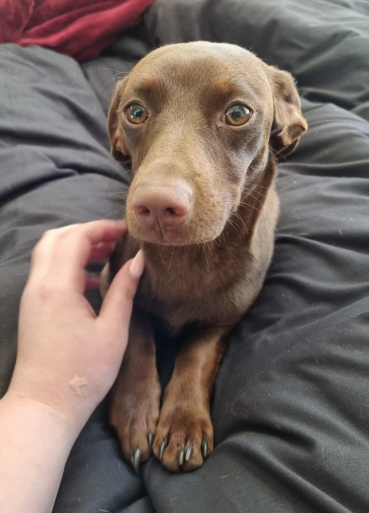#384 – Adopt Bella – 1-Year-Old Female Dachshund mix – Krugersdorp, Gauteng 1 #384 – Adopt Bella – 1-Year-Old Female Dachshund mix – Krugersdorp, Gauteng