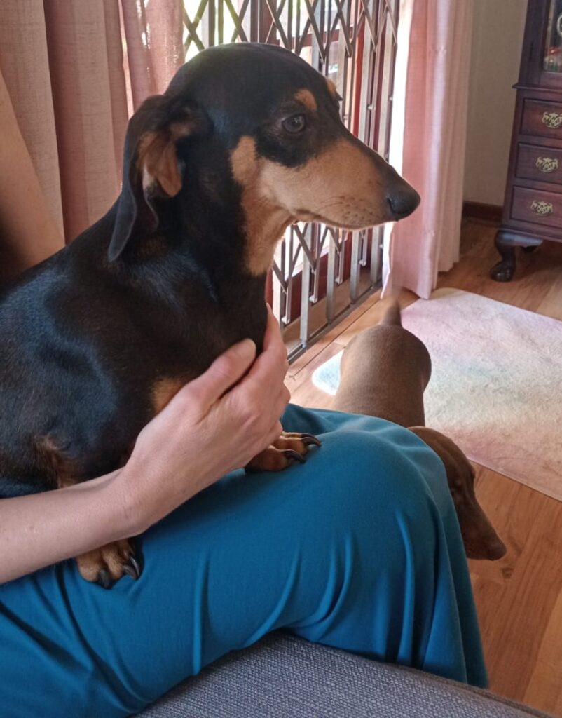 Meet Jock – A Sweet, Alert and Affectionate Little Companion